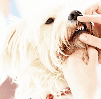 ジェット・クリーニング治療