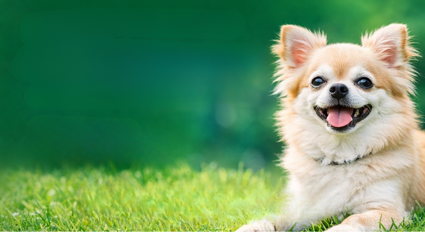 ステージA：元気な今こそ守り時