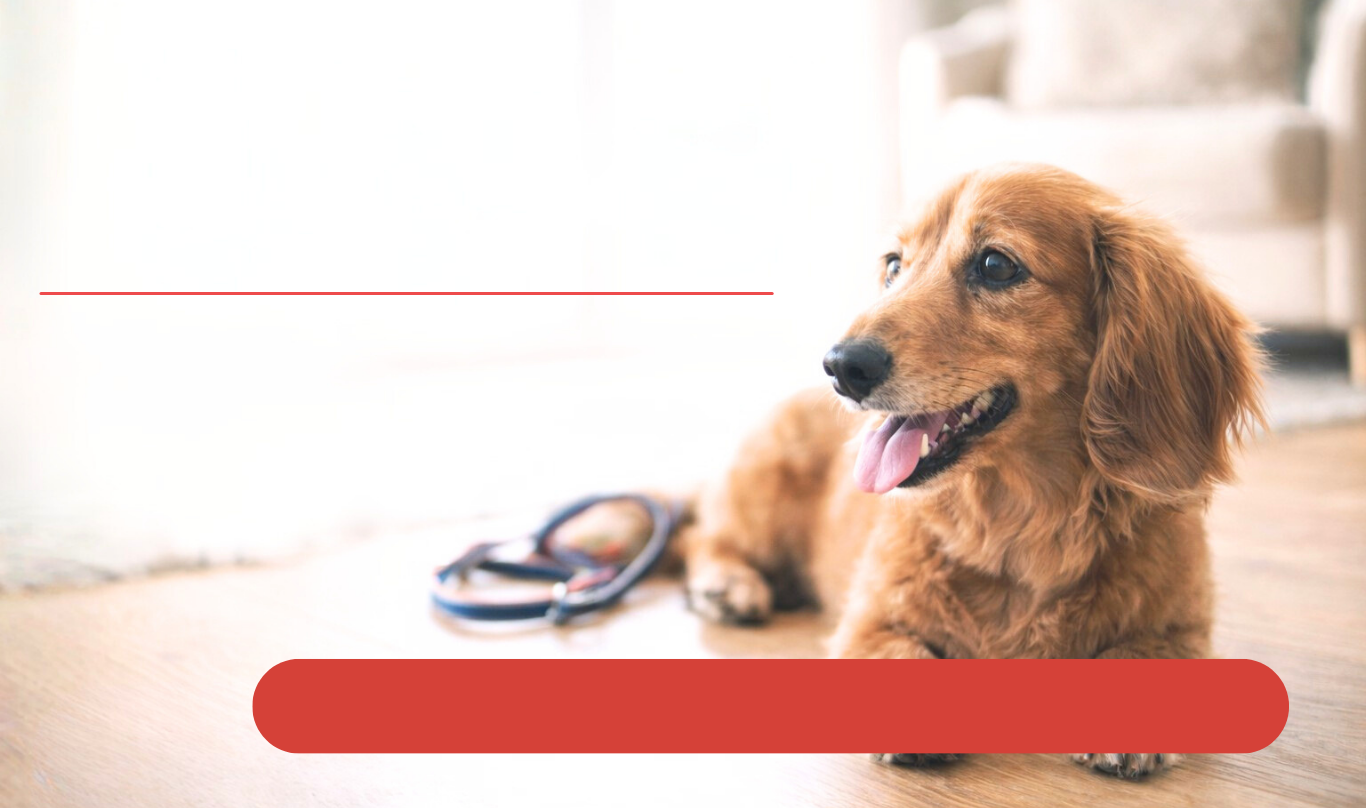 ステージB2：心臓が頑張り始めた段階