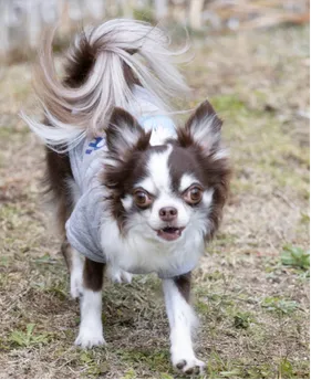 愛犬パリス