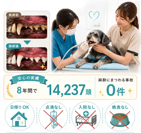無麻酔歯石取りの施術例と、8年間14,237頭・麻酔事故0件の実績