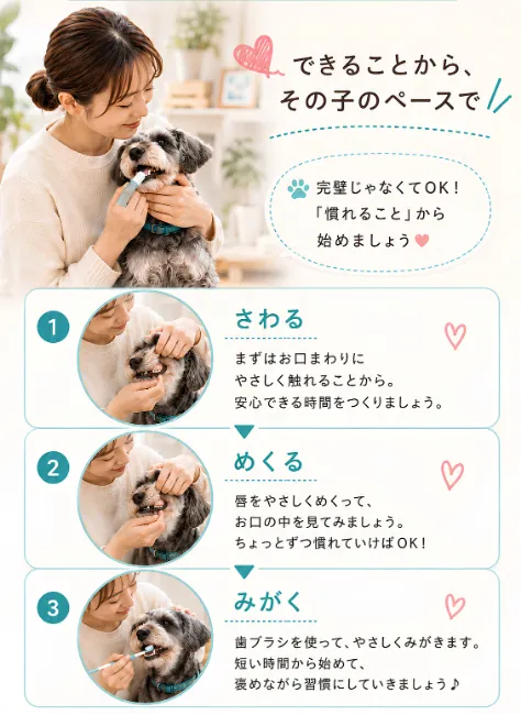 愛犬のペースに合わせた歯みがき習慣づくり3ステップ