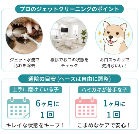 プロのジェットクリーニングと通院頻度の目安