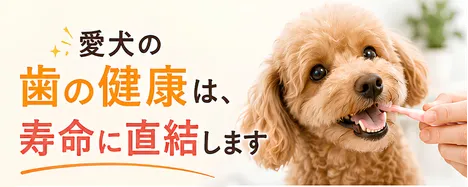 愛犬の歯の健康は寿命に直結します
